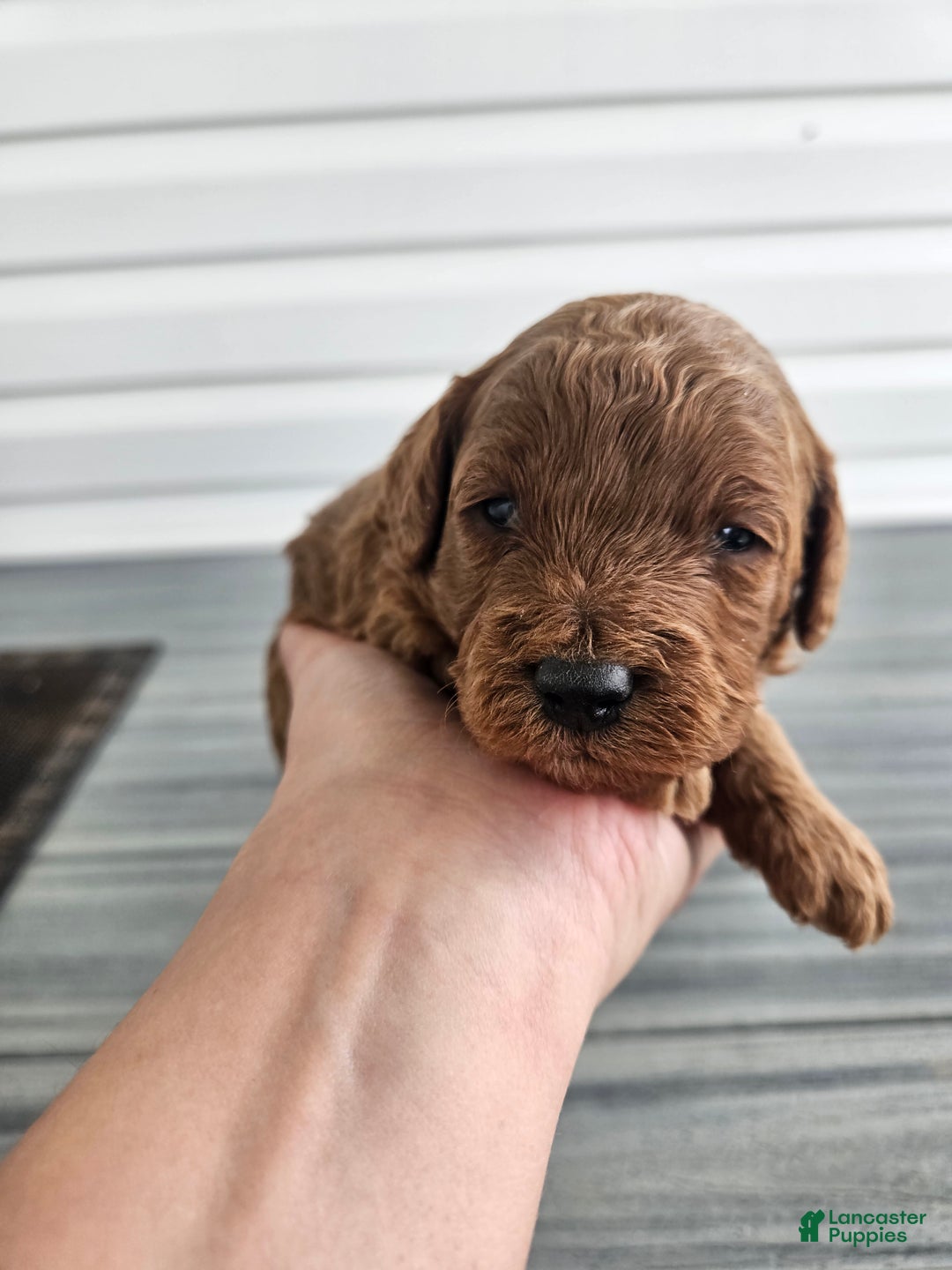 Cavapoo dogs for sale: Silas - Ad 3