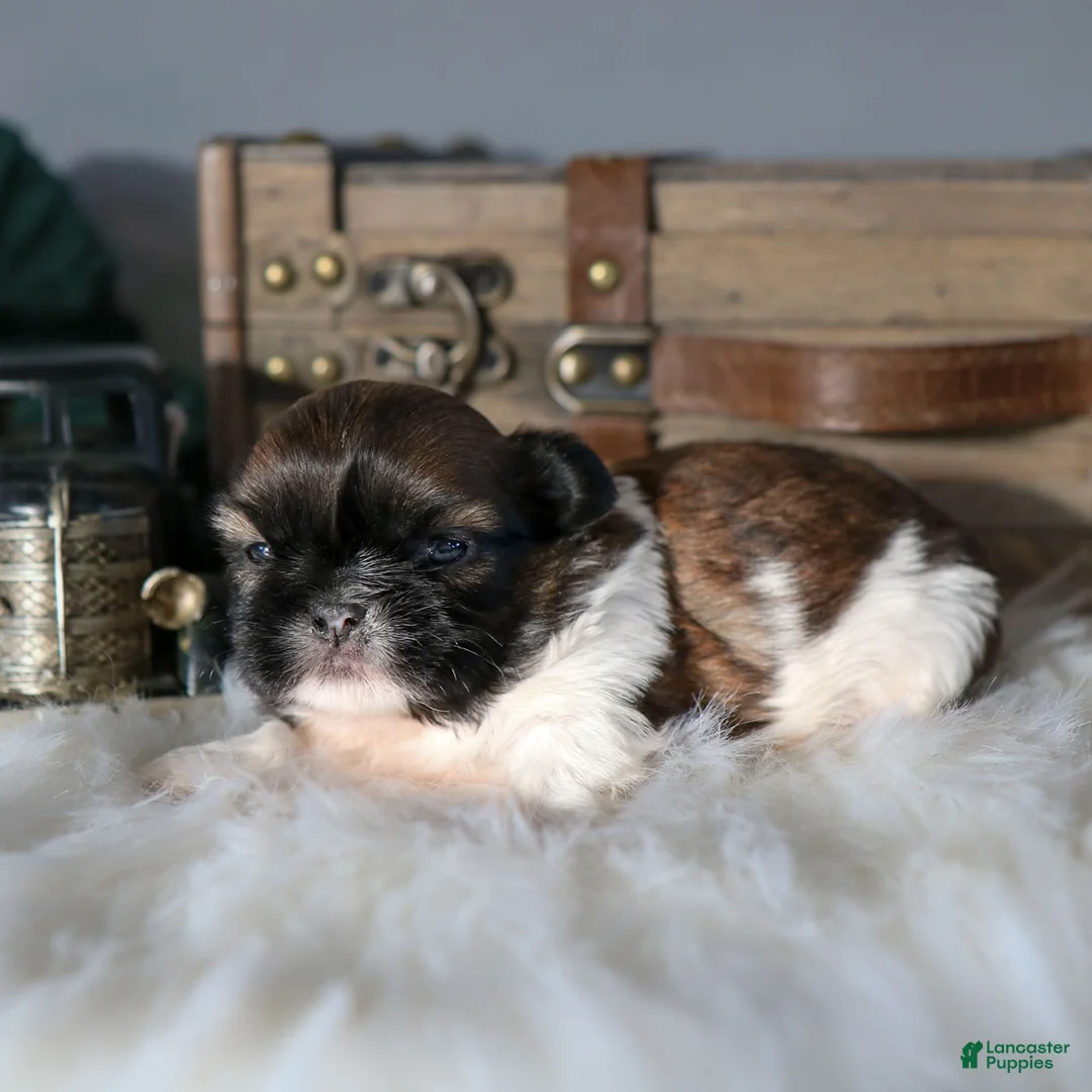 Shih Tzu dogs for sale: Jackie Shih Tzu Puppy  - Ad 3