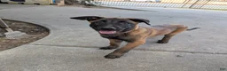 Belgian Malinois dogs for sale: Belgian Malinois Puppy 1 - Ad 1