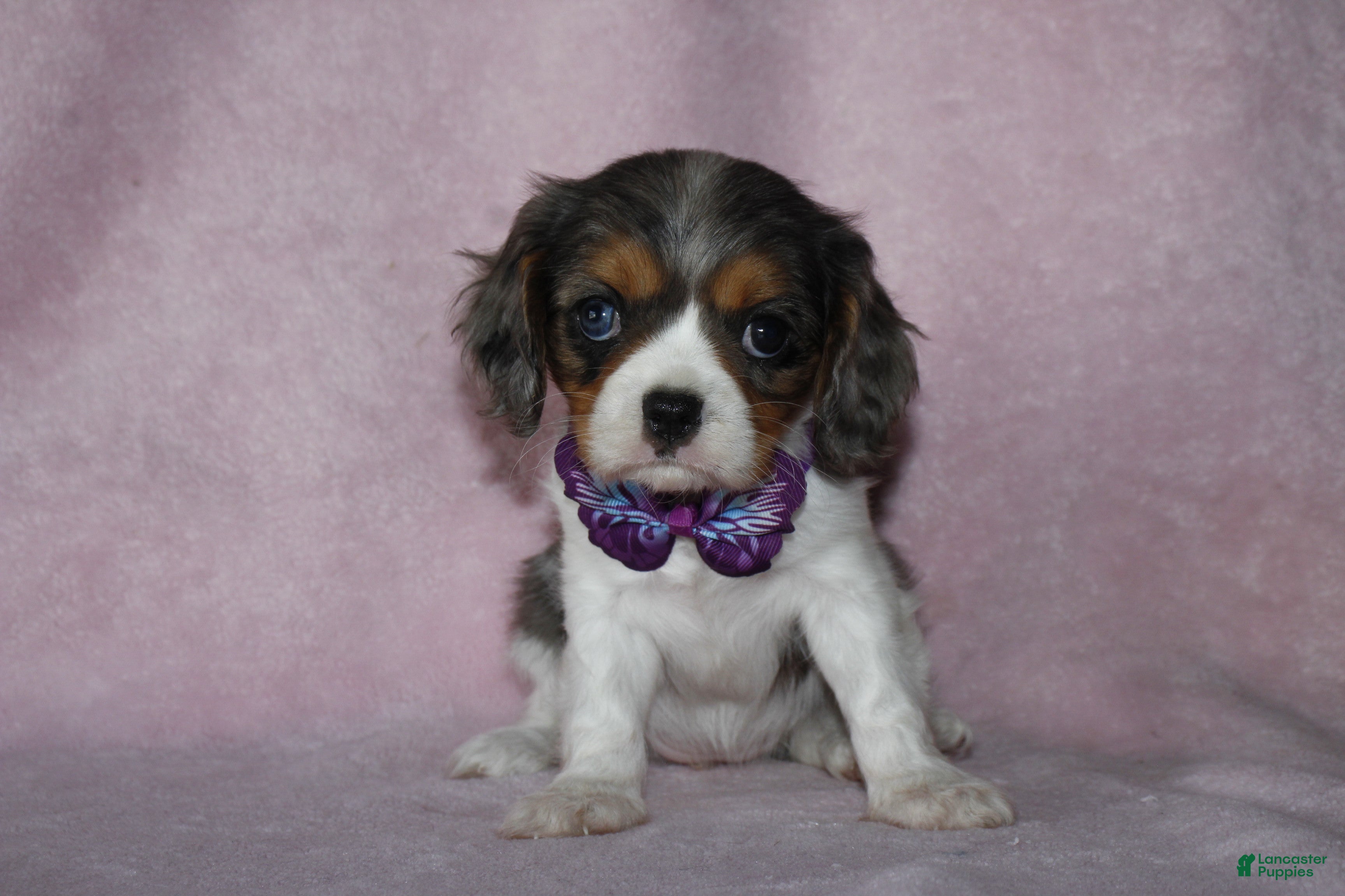 Cavalier King Charles Spaniel dogs EVEREST - Ad 2