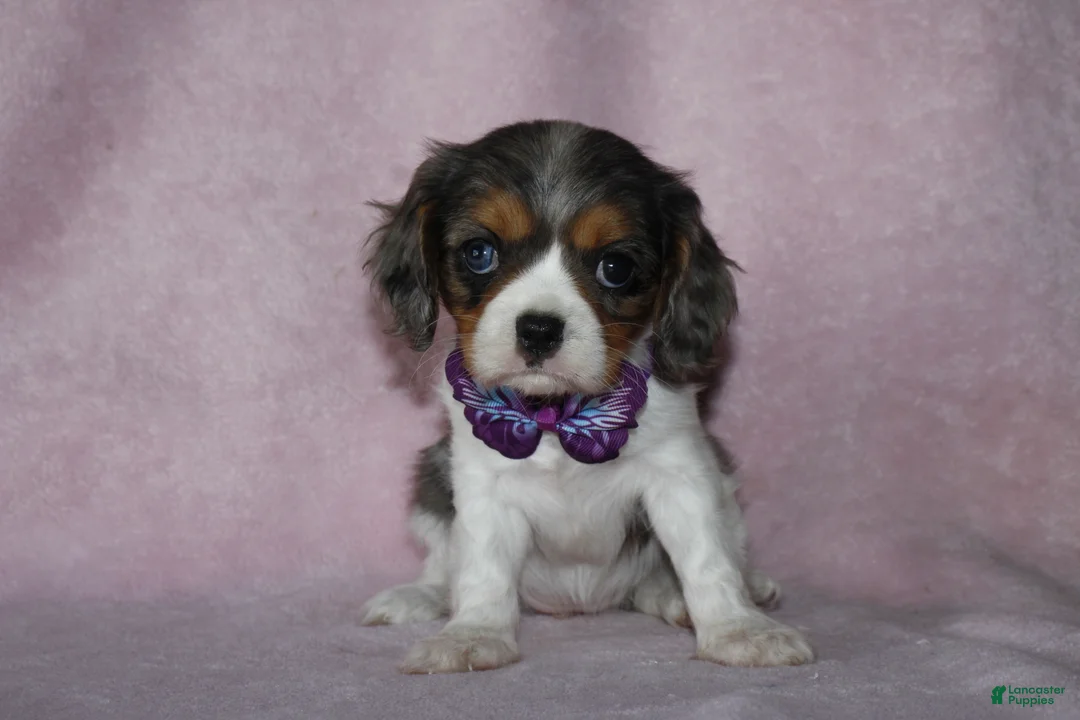 Cavalier King Charles Spaniel dogs for sale: EVEREST - Ad 2