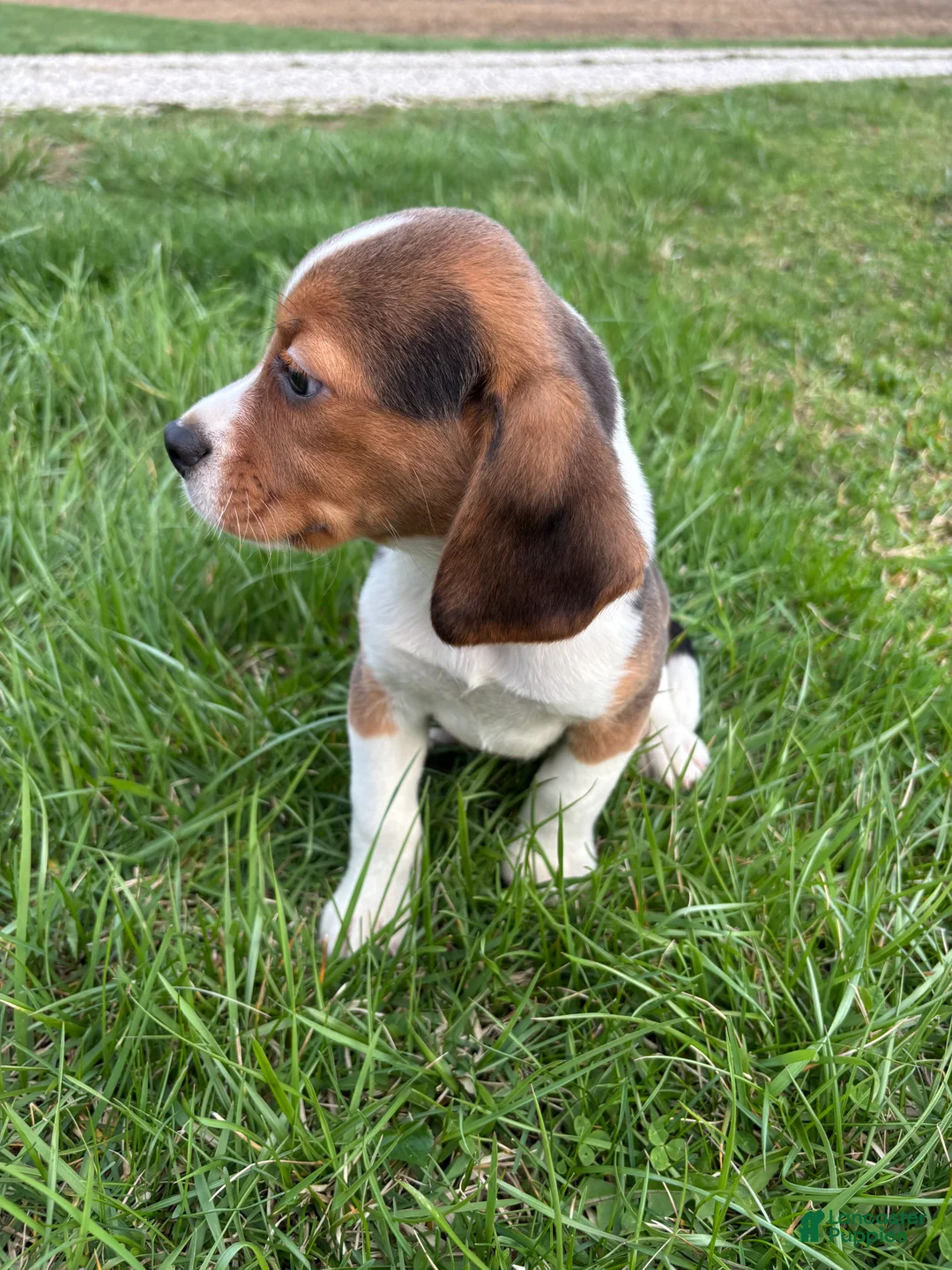 Beagle dogs for sale: Ramsey - Ad 2