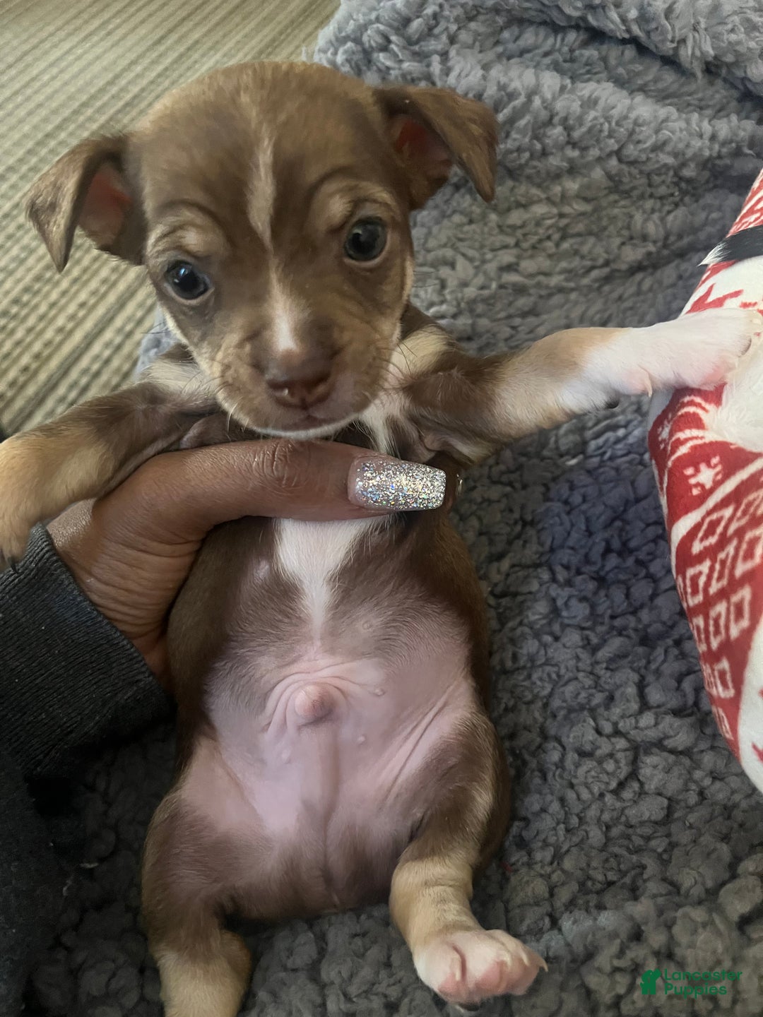 Chihuahua dogs for sale: Chihuahua Puppy 4 - Ad 8