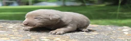 Labrador Retriever dogs for sale: Beau - Ad 5