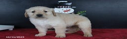 Golden Retriever dogs for sale: Cookie - Ad 3