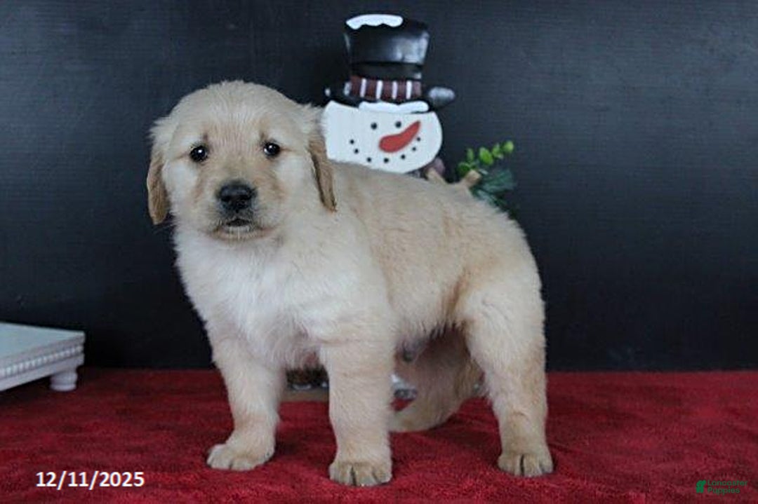 Golden Retriever dogs for sale: Cookie - Ad 3