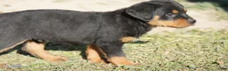 Rottweiler dogs for sale: Rottweiler litter of 5 puppies - Ad 19