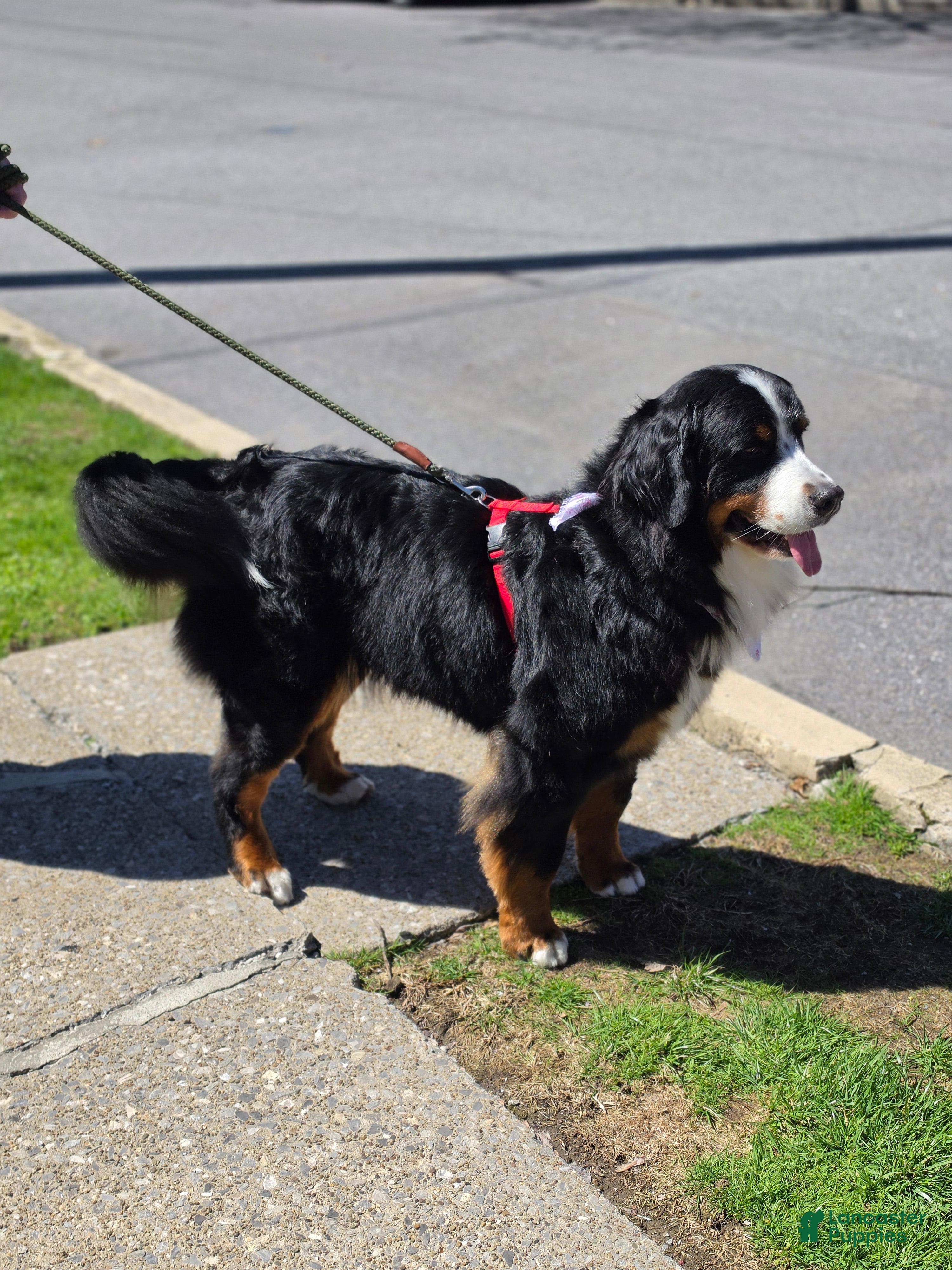 Mixed Breed dogs for sale: Mixed Breed Puppy 5 - Ad 3