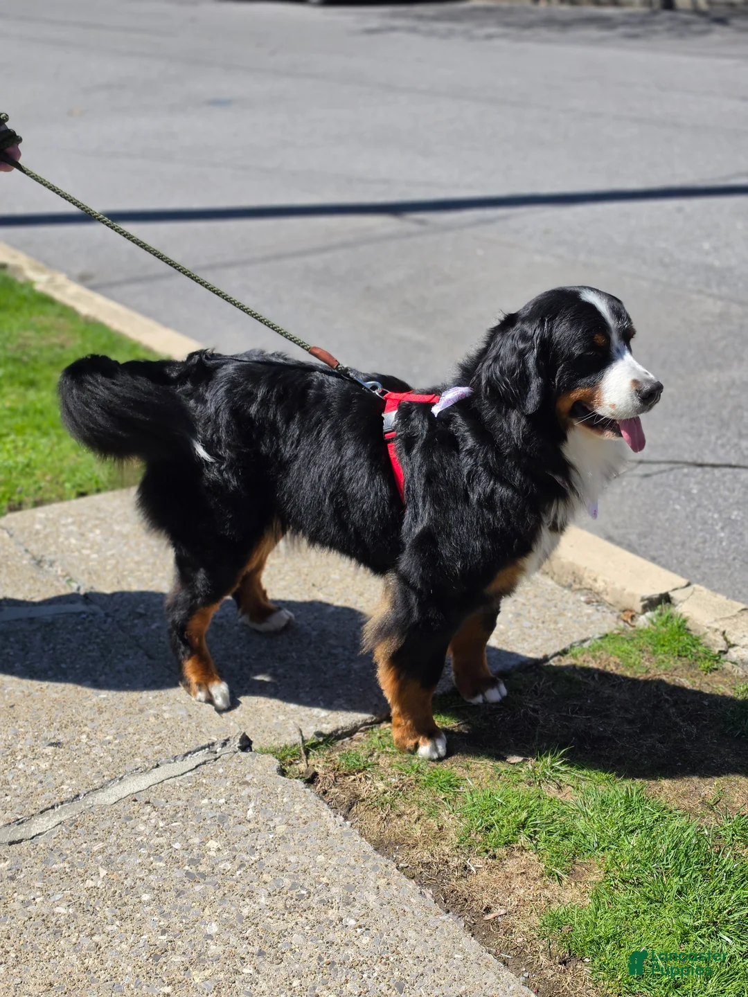 Mixed Breed dogs for sale: Mixed Breed Puppy 5 - Ad 1