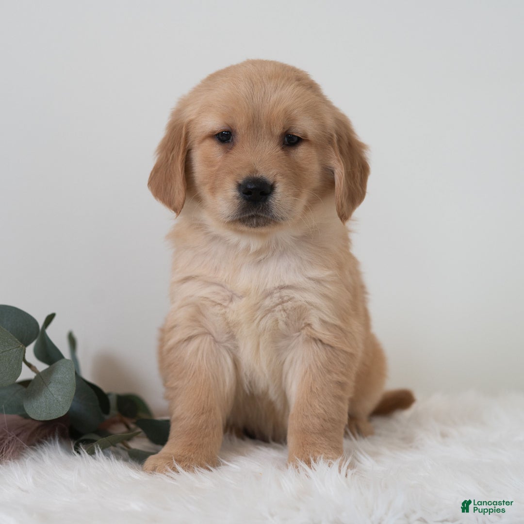 Golden Retriever dogs for sale: Sailor  - Ad 5