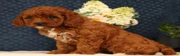 Cavapoo dogs for sale: Gretta - Ad 6