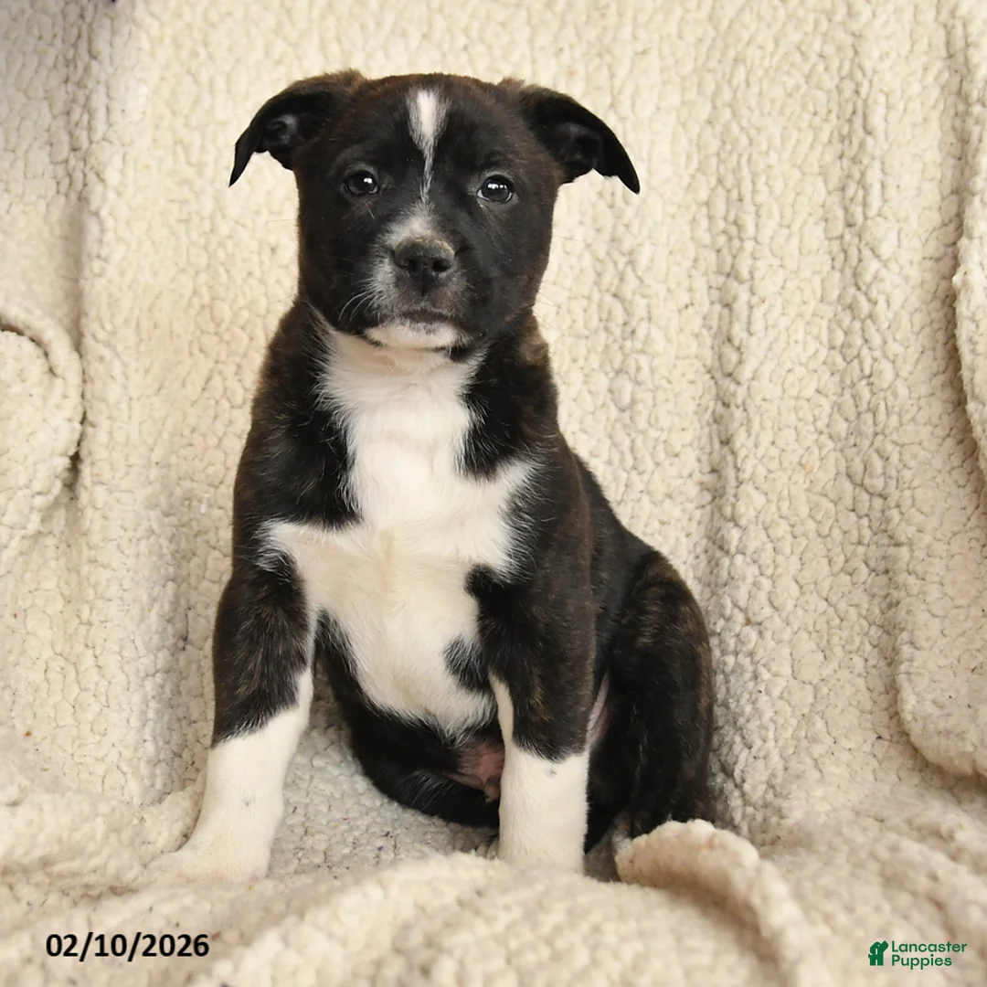 Mixed Breed dogs for sale: Micah - Ad 3