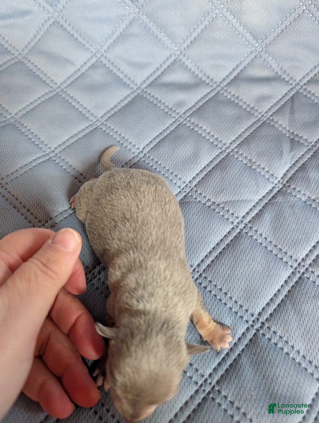 Chihuahua dogs for sale: Phoenix - Ad 2