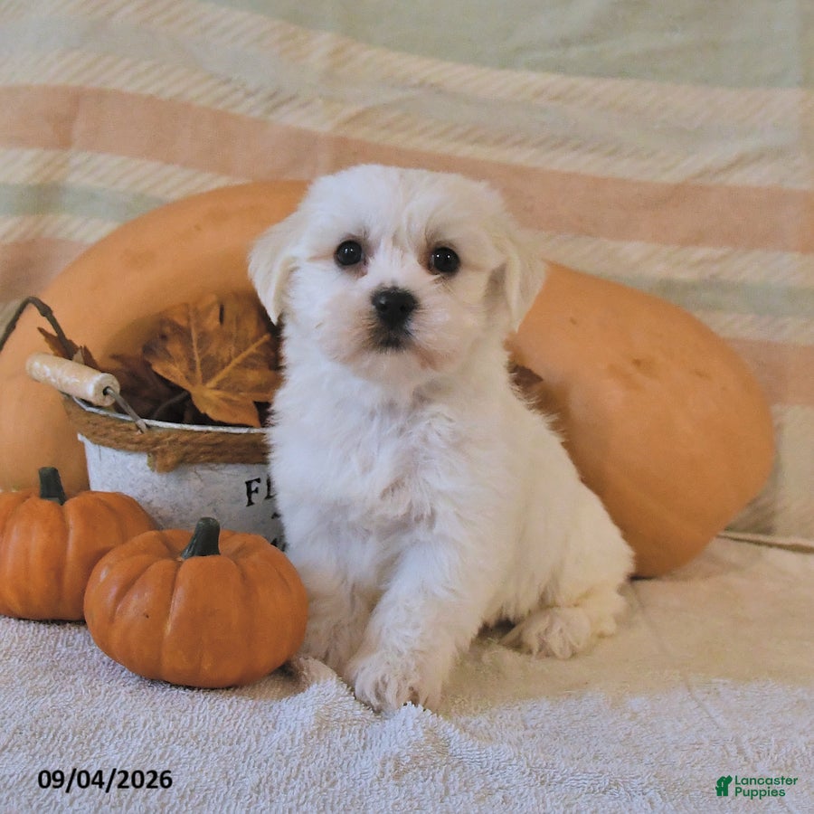 Malshi dogs Milo - Ad 1