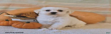 Milo