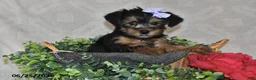Yorkshire Terrier dogs for sale: Della - Ad 5