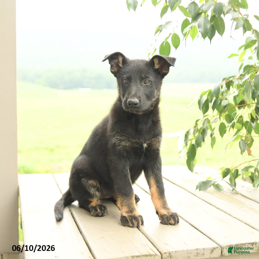 German Shepherd dogs Peach  - Ad 1