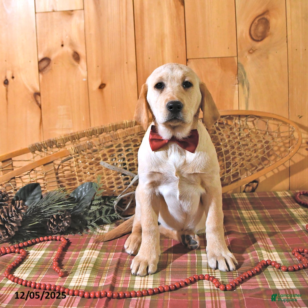 Labrador Retriever dogs for sale: Summer - Ad 2