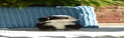Mini Bernedoodle dogs for sale: Rizzy - Ad 5