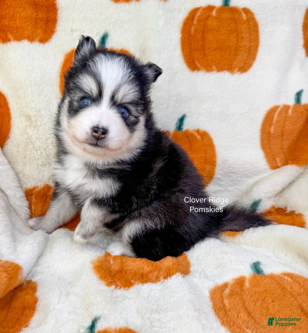 Pomsky dogs for sale: Boone - Ad 1