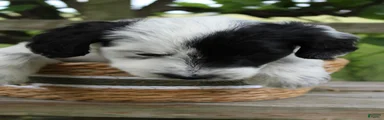 Bandit
