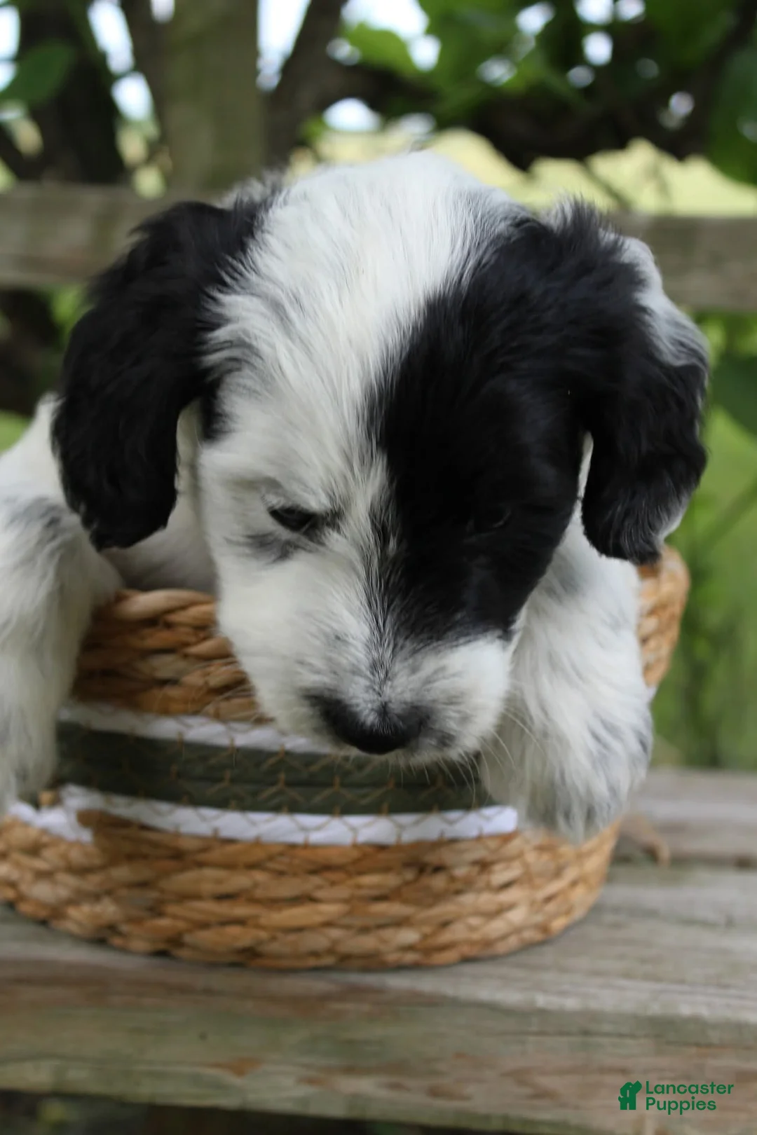Bordoodle dogs for sale: Bandit - Ad 1