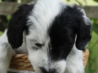 Bordoodle dogs Bandit - Ad 10