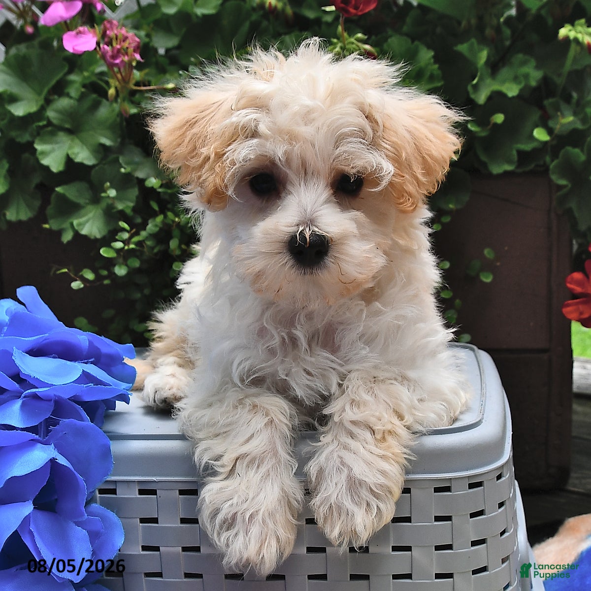Maltipoo dogs Snickers - Ad 2