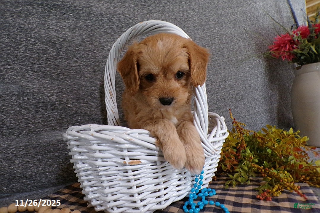 Cavapoo dogs for sale: Pepsi - Ad 4