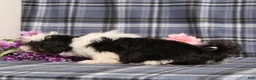 Shih Tzu dogs for sale: Jaxon  - Ad 4