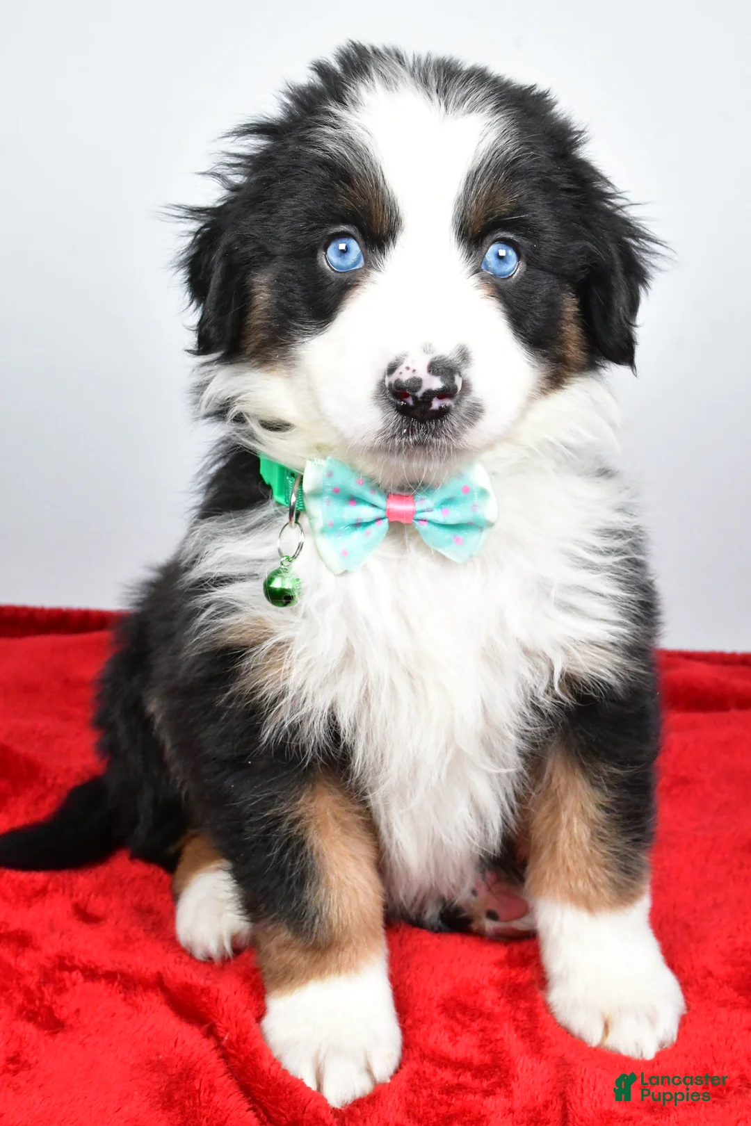 Miniature Australian Shepherd dogs for sale: Rambo - Ad 9