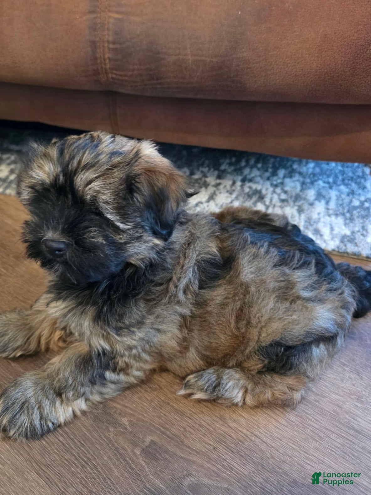 Havanese dogs for sale: Bruno  - Ad 3
