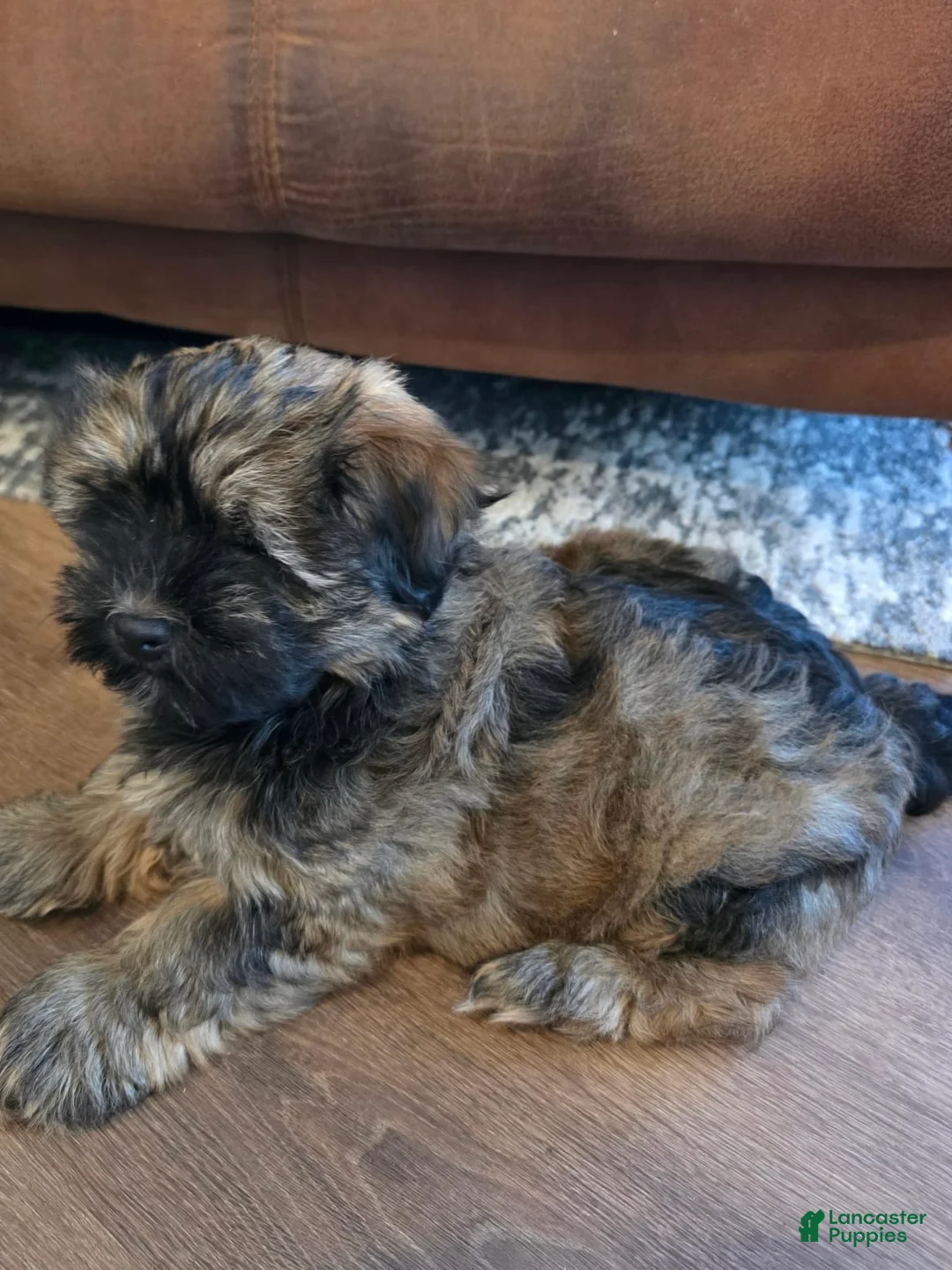 Havanese dogs for sale: Bruno  - Ad 1