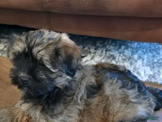 Havanese dogs Bruno - Ad 20