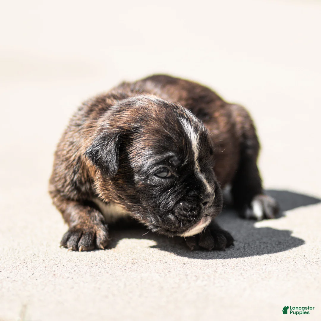 Boxer dogs for sale: Lonnie Boxer Puppy  - Ad 4