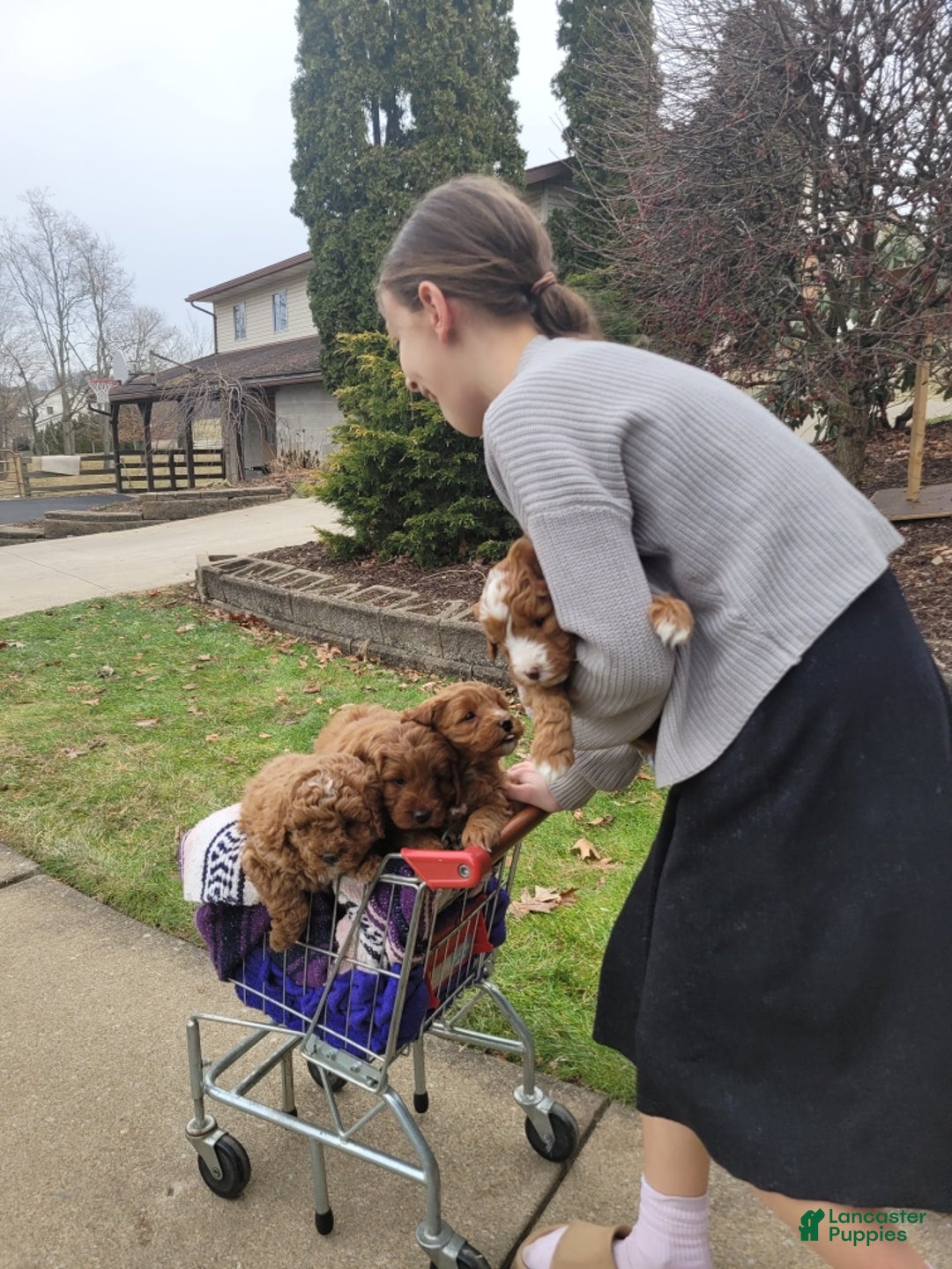 Mini Goldendoodle dogs for sale: Mini Goldendoodle Puppy 2 - Ad 10