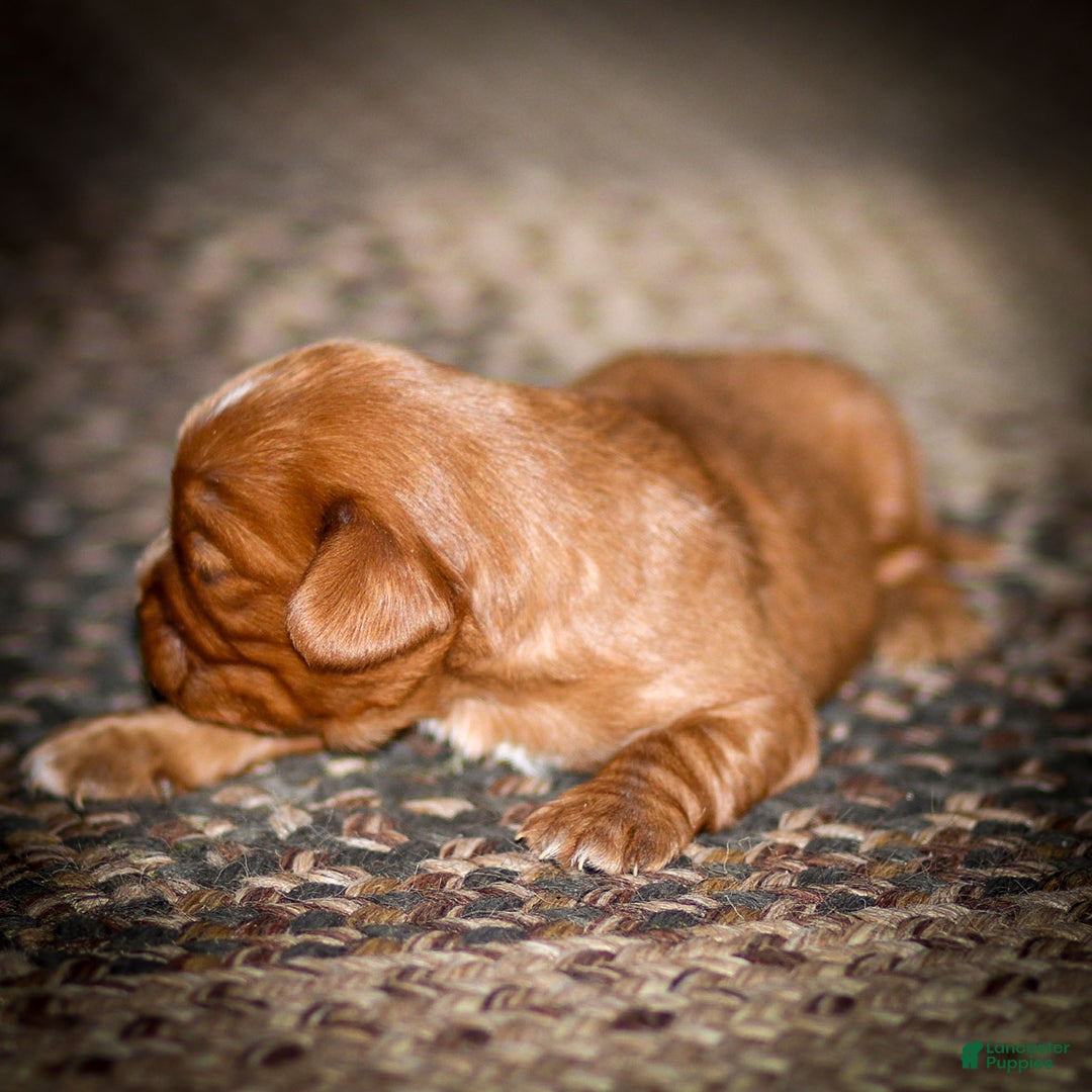 Cavalier King Charles Spaniel dogs for sale: Riley - Ad 8