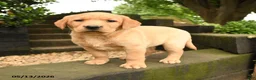 Labrador Retriever dogs for sale: Ruby - Ad 3