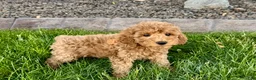 Cockapoo dogs for sale: Howie - Ad 9