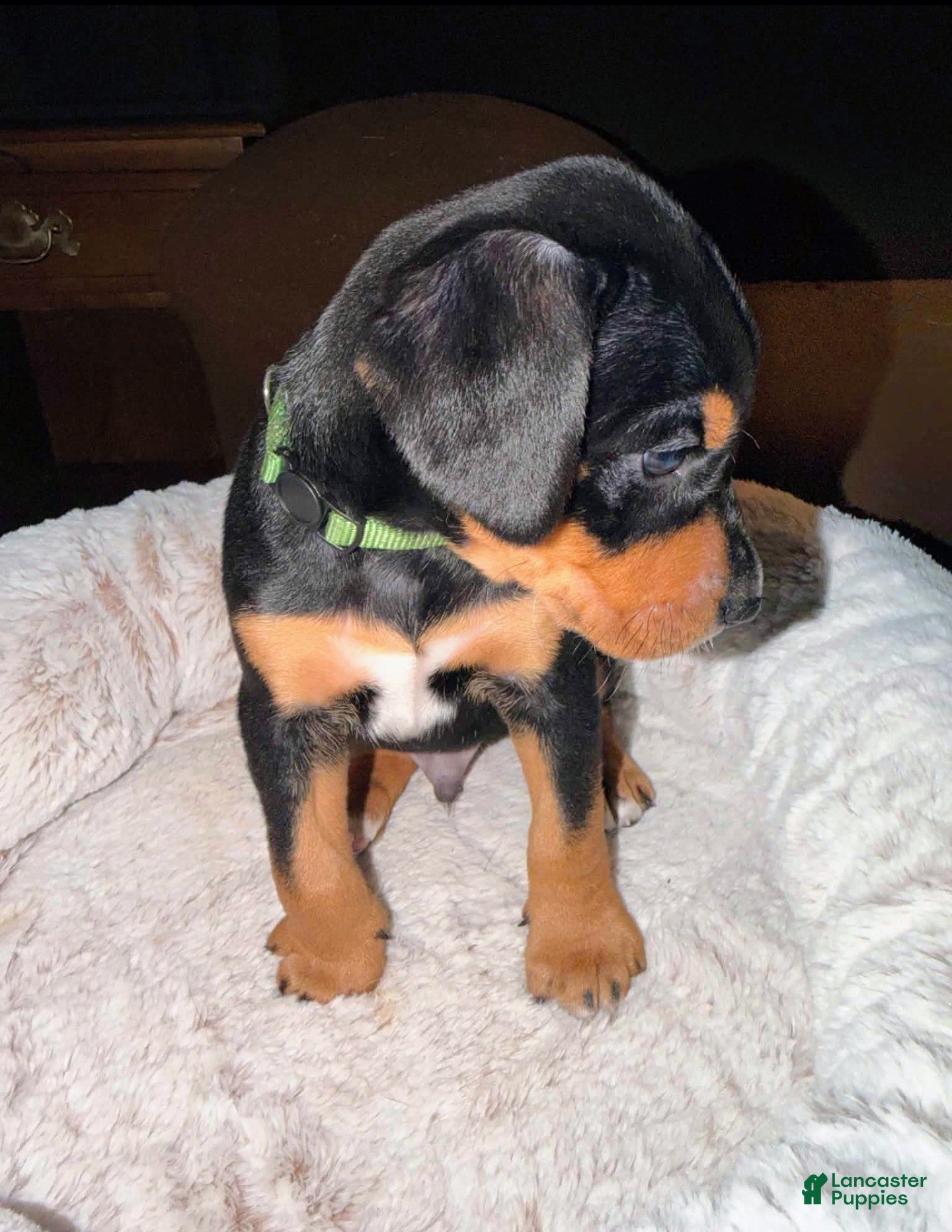 Mixed Breed dogs Mr. Green - Ad 2