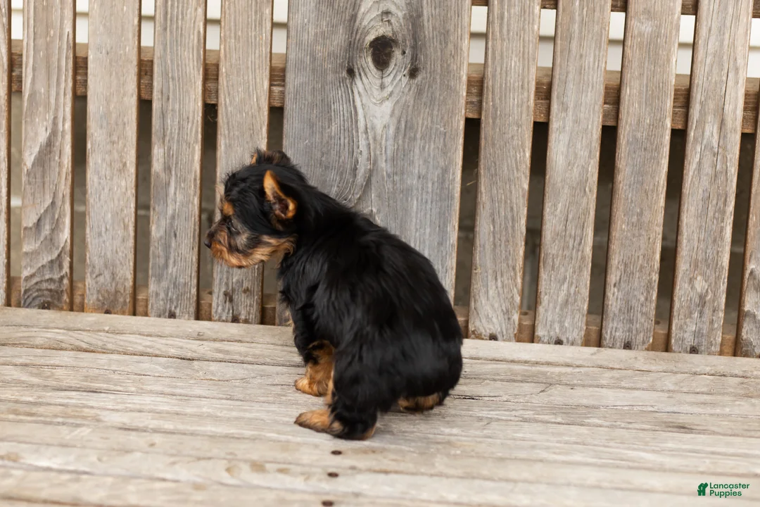 Yorkshire Terrier dogs for sale: Morris - Ad 6