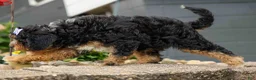Cavapoo dogs for sale: Lainey❤️  - Ad 7