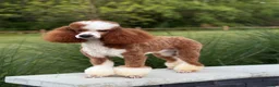 Miniature Poodle dogs for sale: Rory  - Ad 11