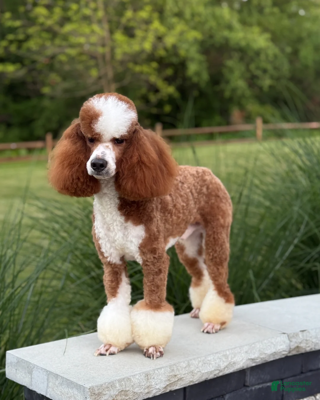 Miniature Poodle dogs for sale: Rory  - Ad 11