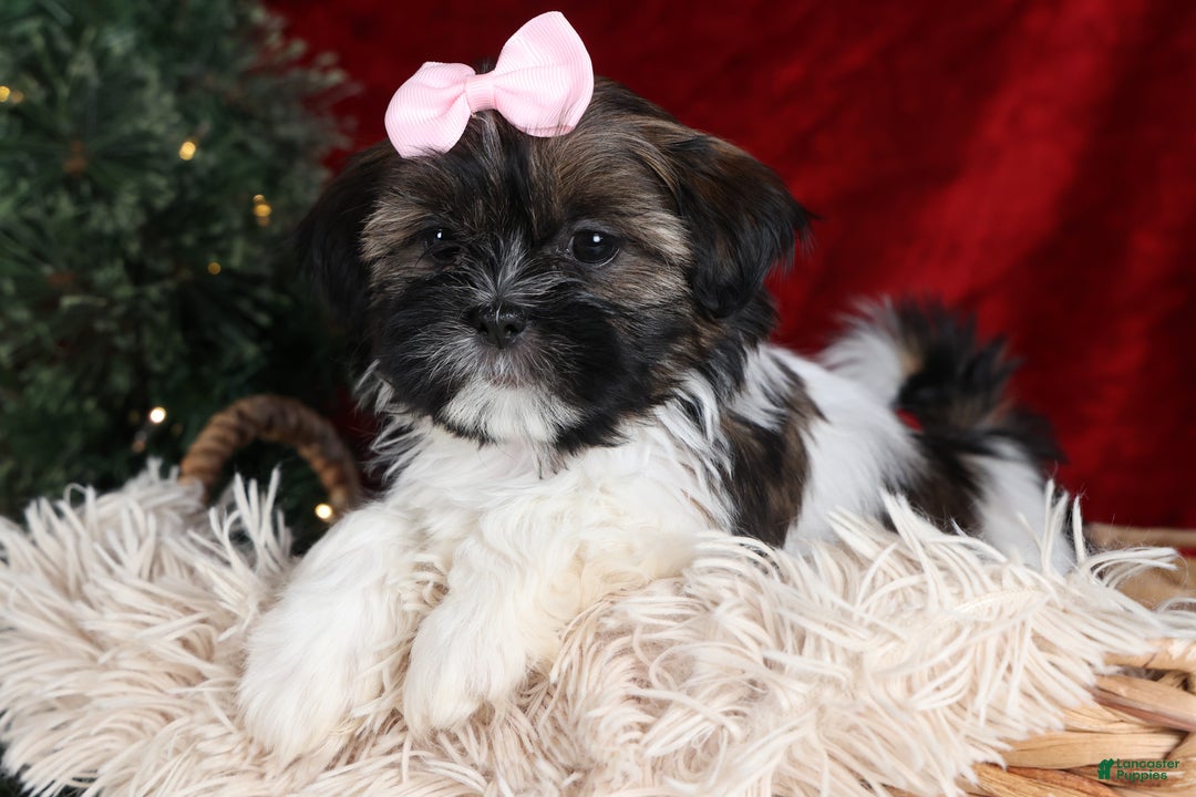 Shih Tzu dogs for sale: Penny - Ad 2