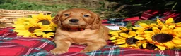 Mixed Breed dogs for sale: Daisy - Irish Goldendoodle  - Ad 12