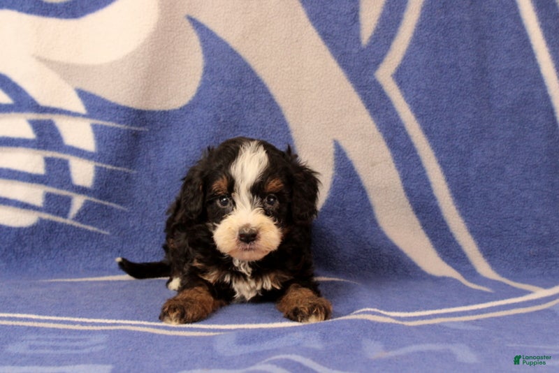 Mini Bernedoodle dogs Ensley - Ad 1