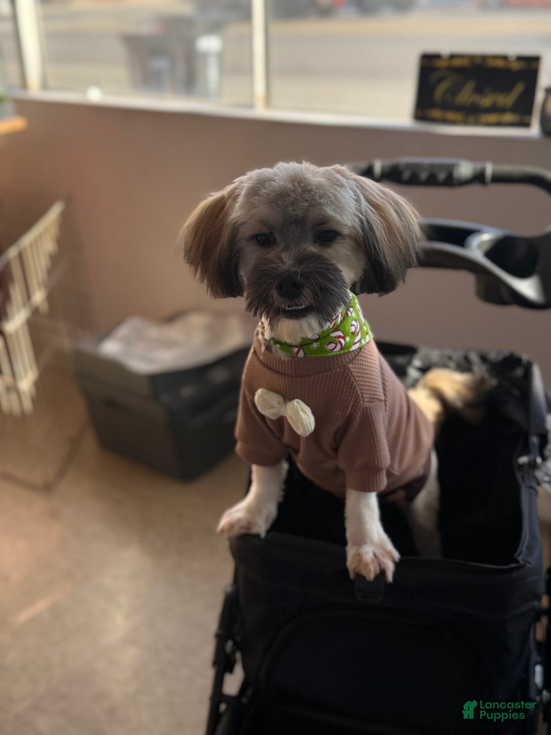 Mixed Breed dogs for sale: Mixed Breed Puppy 1 - Ad 8