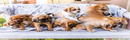 Puggle dogs for sale: Billy - Ad 24