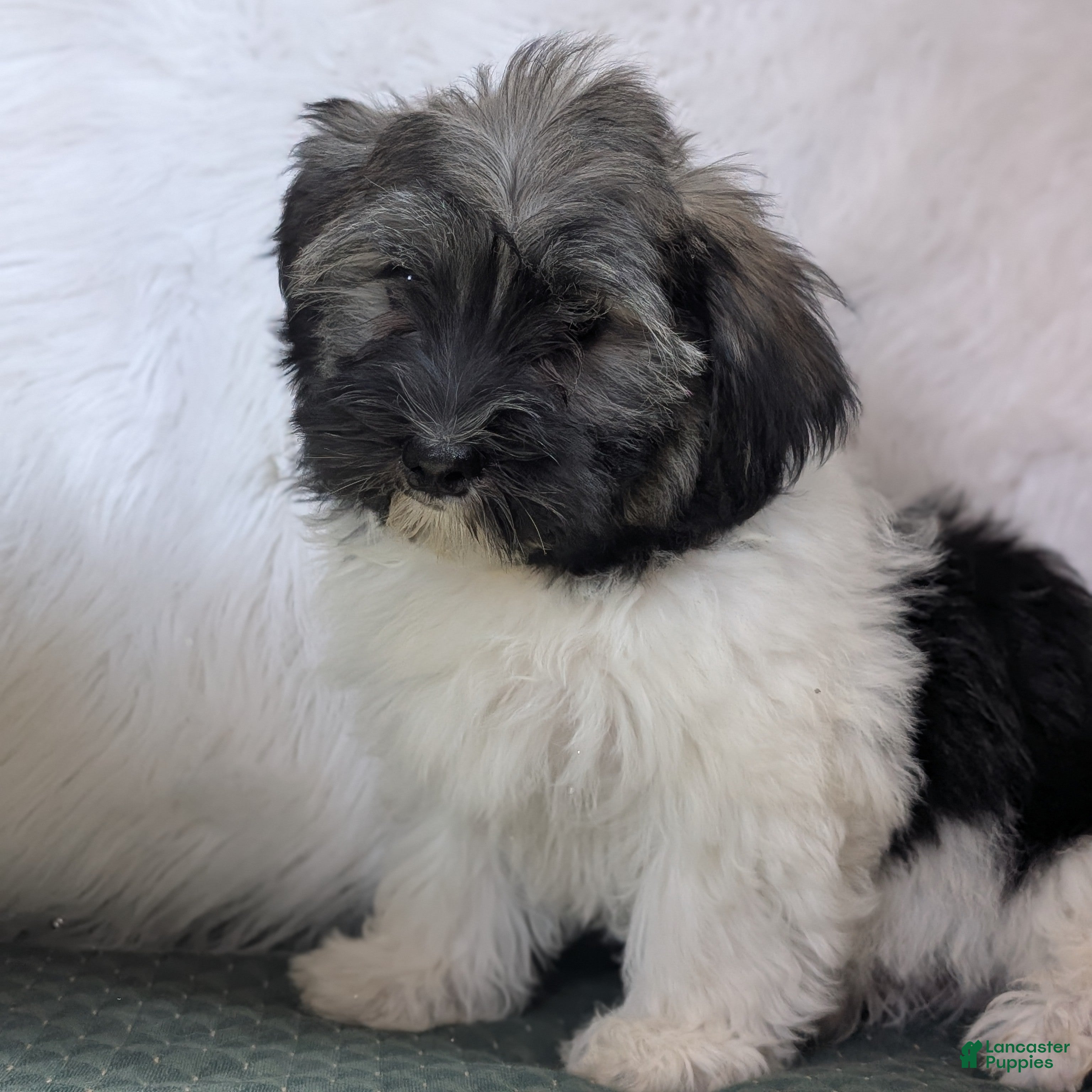 Havanese dogs Dulce - Ad 1